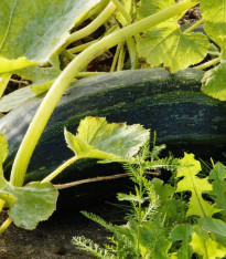 Cuketa Striato D Italia - Cucurbita pepo - semena - 8 ks