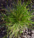 Isolepis Live Wire - Isolepis cernua - semena - 10 ks