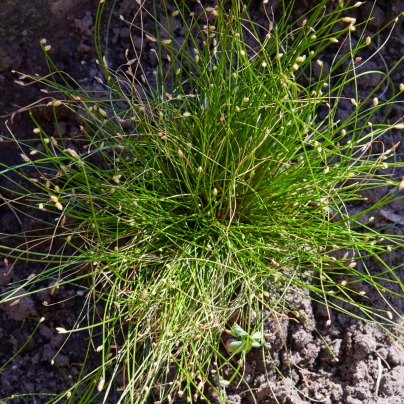 Isolepis Live Wire - Isolepis cernua - semena - 10 ks