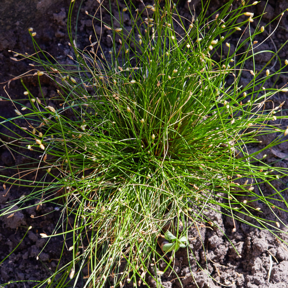 Isolepis Live Wire - Isolepis cernua - semena - 10 ks