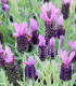 Levandule korunkatá - Lavandula stoechas - semena - 20 ks