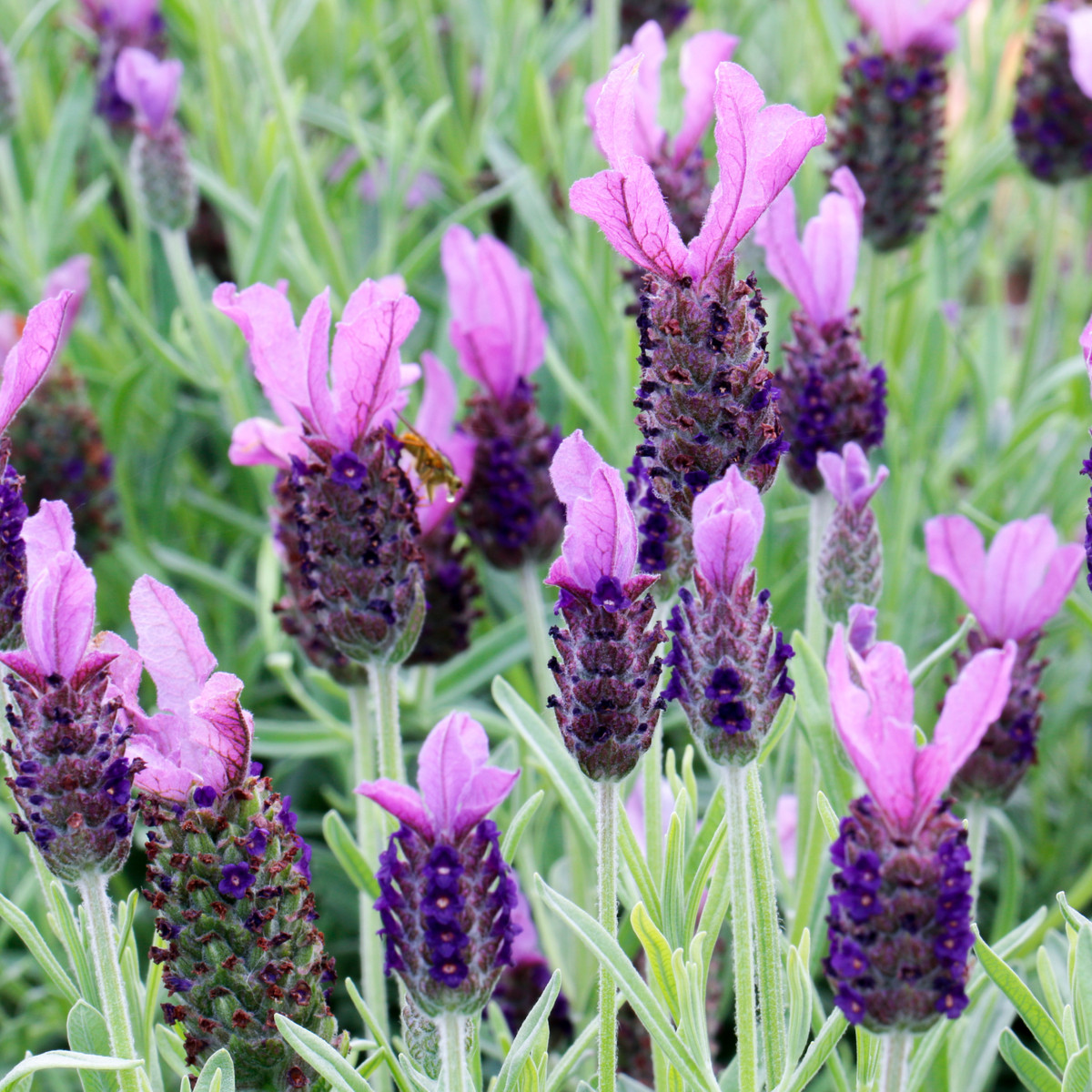 Levandule korunkatá - Lavandula stoechas - semena - 20 ks