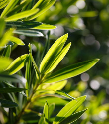 Black Tea Tree - Melaleuca bracteata - semena - 20 ks
