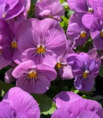 Violka Inspire levandulová F1 - Viola x wittrockiana - semena - 20 ks