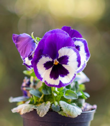 Violka Inspire fialovobílá F1 - Viola x wittrockiana - semena - 20 ks