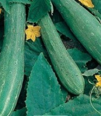 Salátová okurka - Cucumis sativus - semena - 25 ks