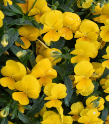 Maceška převislá Cool Wave Golden Yellow F1 - Viola x wittrockiana - semena - 10 ks