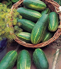 Okurka salátová Delikates - Cucumis sativus - semena - 20 ks