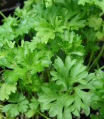 Petržel naťová kadeřavá - Petroselinum crispum convar - semena - 1 g