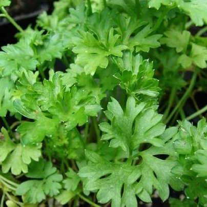 Petržel naťová kadeřavá - Petroselinum crispum convar - semena - 1 g