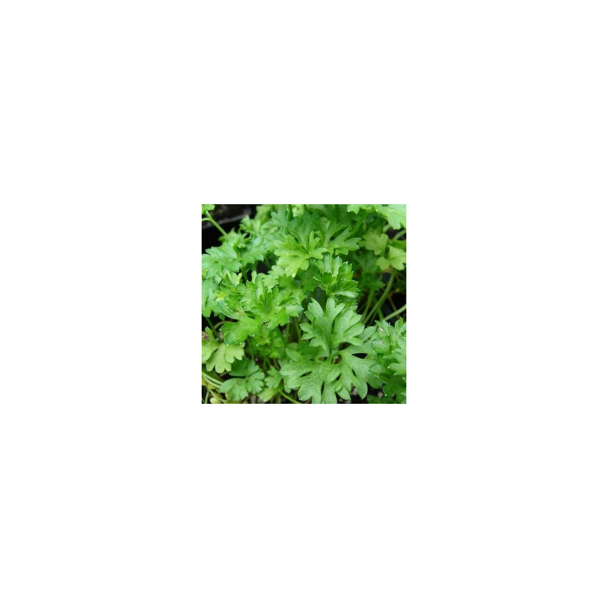 Petržel naťová kadeřavá - tmavě zelená - semena Petržele - Petroselinum crispum convar - 1 gr