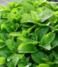 Meduňka - Melissa officinalis - semena - 300 ks