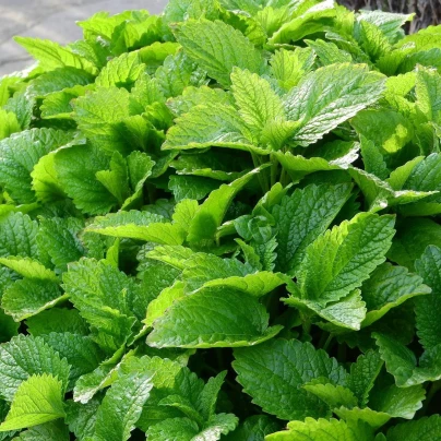 Meduňka - Melissa officinalis - semena - 300 ks