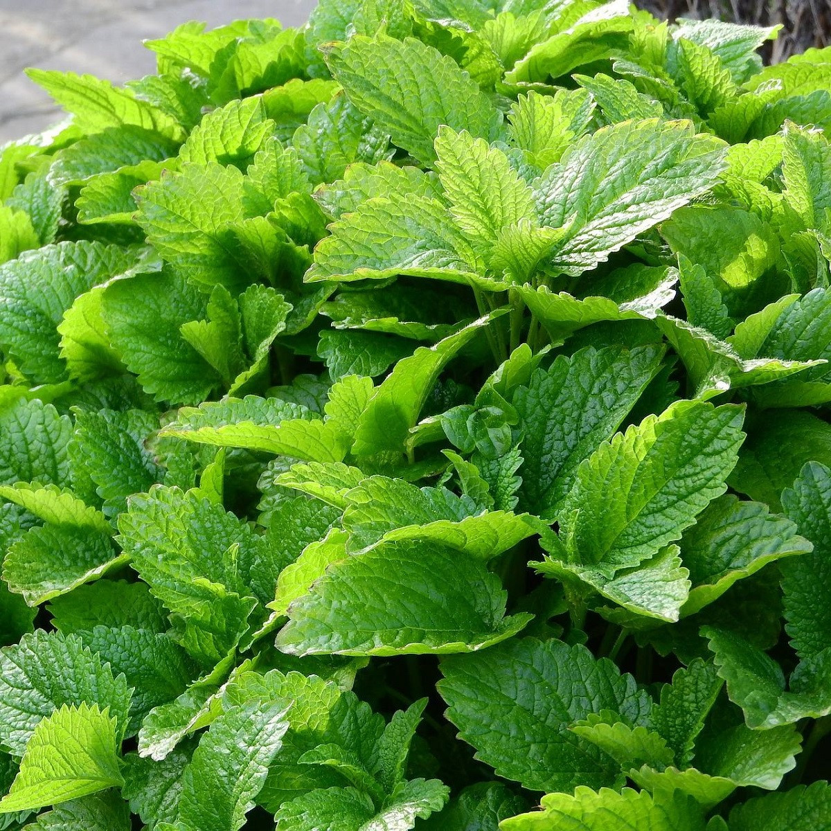 Meduňka - Melissa officinalis - semena - 300 ks