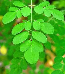 Semena moringy – Moringa olejodárná – Moringa oleifera