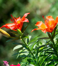 Lilie Linda - Lilium - cibuloviny - 1 ks