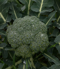 Brokolice Apolena F1 - Brassica oleracea L. - semena - 30 ks