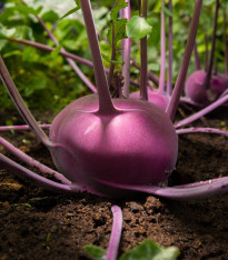 Kedluben raný modrý Ametyst F1 - Brassica oleracea - semena - 50 ks