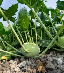 Kedluben bílý pozdní Gaston F1 - Brassica oleracea - semena - 50 ks