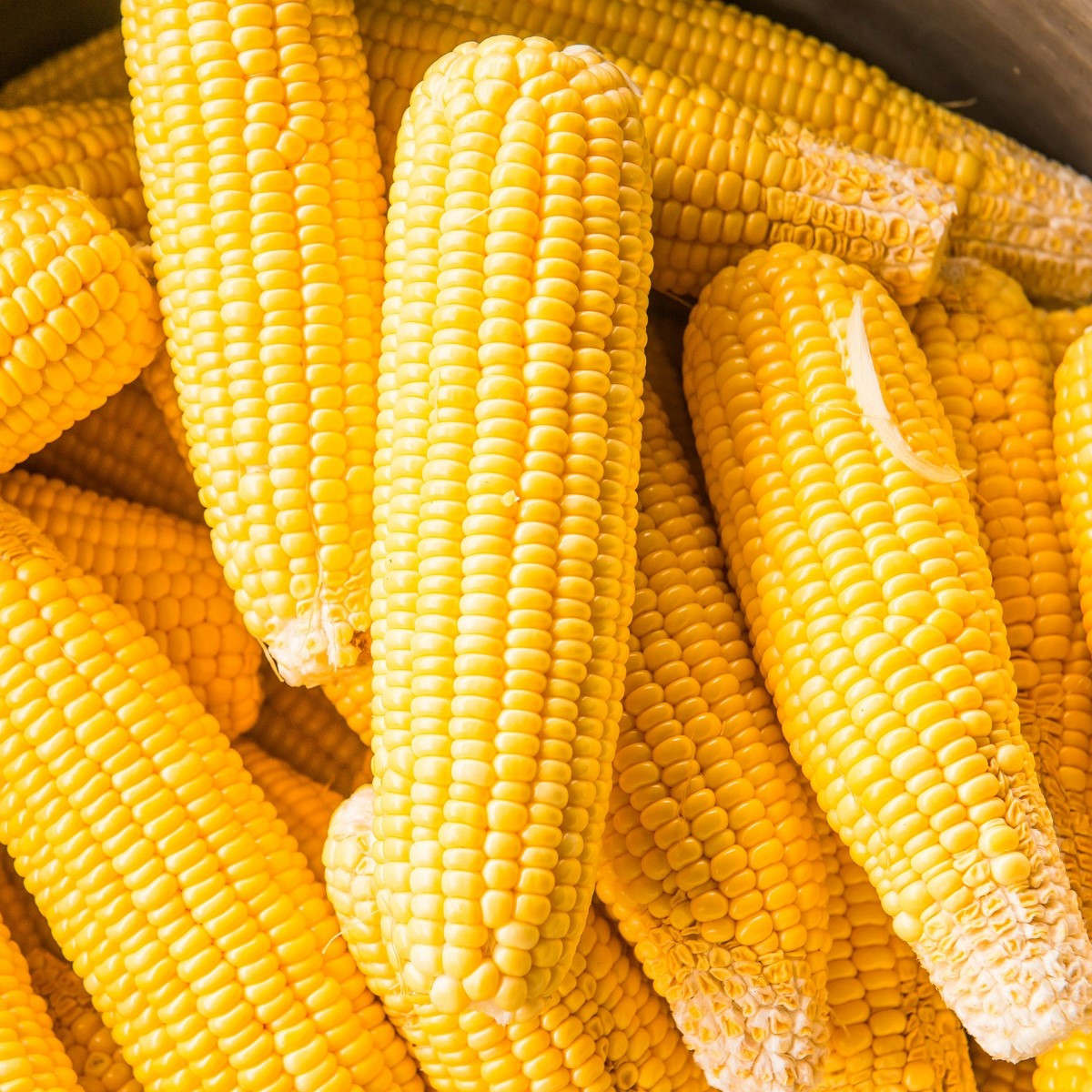 Kukuřice cukrová Elan F1 - Zea mays - semena - 50 ks