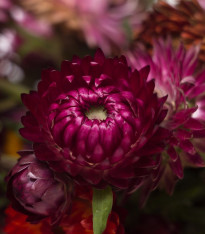Smil listenatý Purple - Helichrysum bracteatum - semena - 300 ks