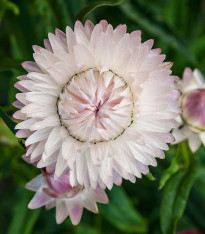 Smil listenatý White - Helichrysum bracteatum - semena - 300 ks