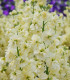 Fiala letní Anytime Yellow - Matthiola incana - semena - 60 ks