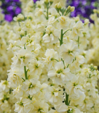 Fiala letní Anytime Yellow - Matthiola incana - semena - 60 ks