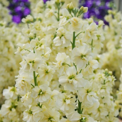 Fiala letní Anytime Yellow - Matthiola incana - semena - 60 ks