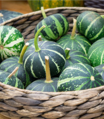 Tykev Piccolo F1 - Cucurbita pepo - semena - 5 ks