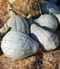 Tykev Blue Hubbard - Cucurbita maxima - semena - 7 ks