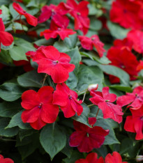Netýkavka Beacon Bright Red F1 - Impatiens walleriana - semena - 15 ks