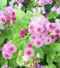 Nestařec americký Pink - Ageratum houstonianum - semena - 30 ks