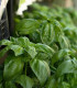 Bazalka pravá - Ocimum basilicum - semena - 200 ks