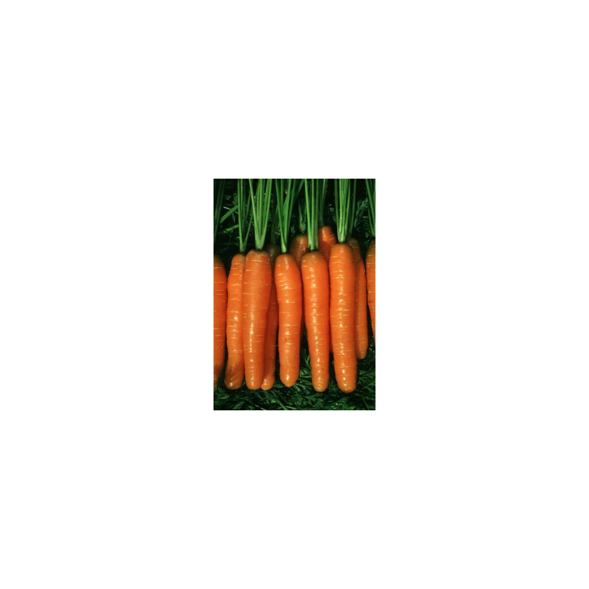 Mrkev Rubina - Daucus carota - semena - 1 g