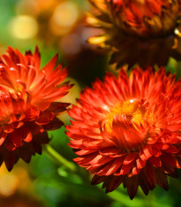 Slaměnka červená - Helichrysum bracteatum - semena - 500 ks