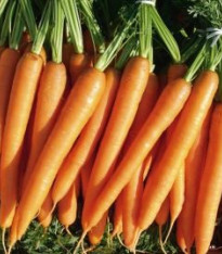 Mrkev F1 Laguna - Daucus carota - semena - 0,3 g