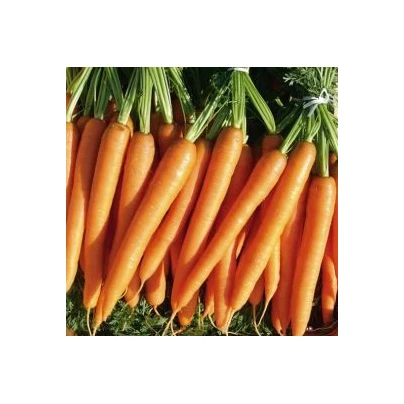 Mrkev F1 Laguna - Daucus carota - semena - 0,3 g