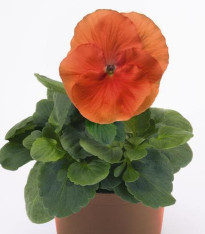 Violka Inspire tmavě oranžová F1 - Viola x wittrockiana - semena - 18 ks