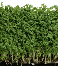 Řeřicha zahradní Mega - Lepidium sativum - semena - 800 ks