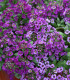 Tařicovka přímořská Fialová královna - Alyssum maritimum - semena - 1 g