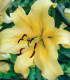 Lilie Honeymoon - Lilium - cibuloviny - 1 ks