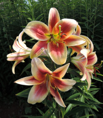 Lilie Debby - Lilium - cibuloviny - 1 ks