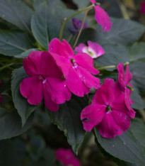 Netýkavka Accent fialová F1 - Impatiens walleriana - semena - 12 ks