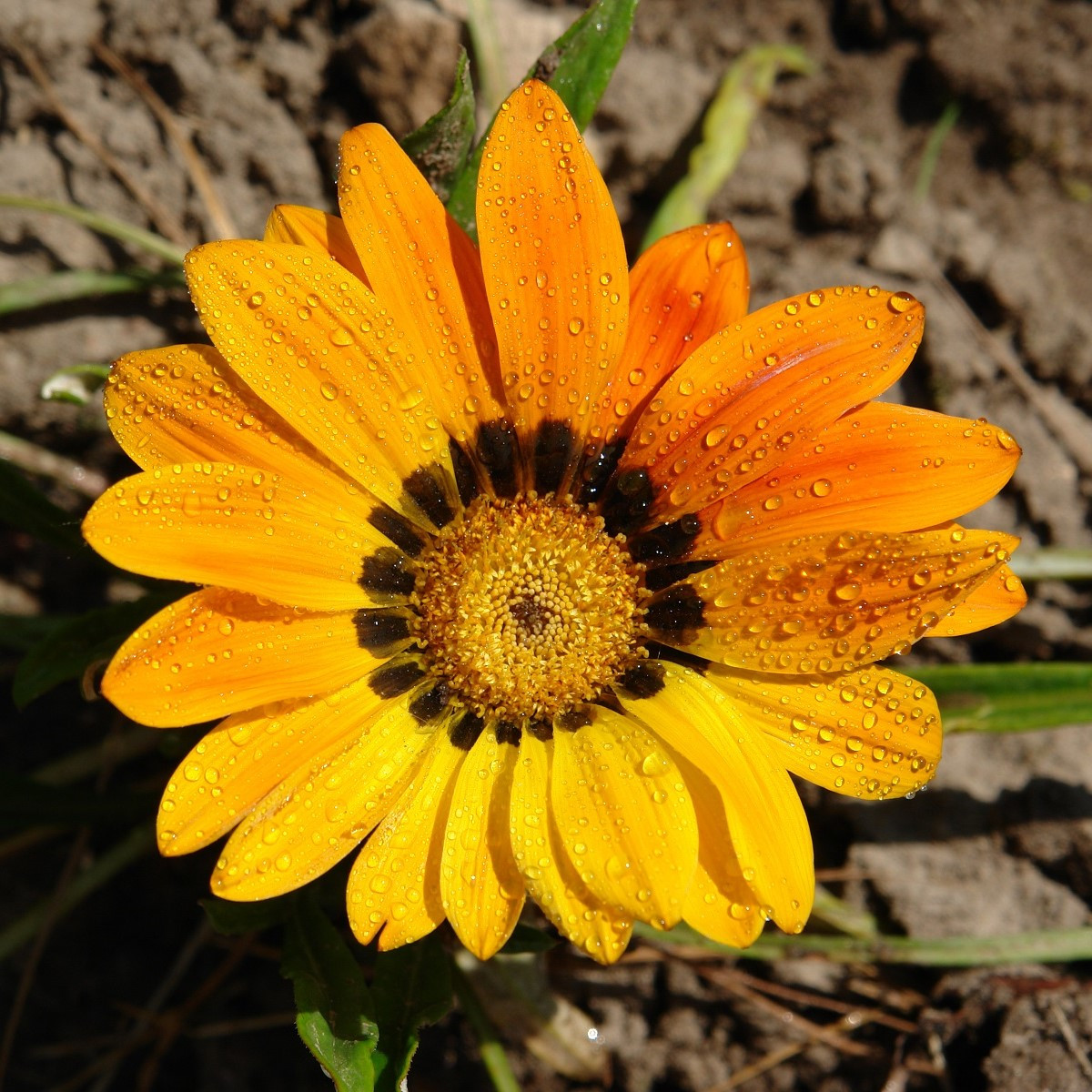 Gazánie Kiss Yellow F1 - Gazania rigens - semena - 12 ks