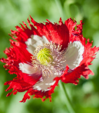 Mák setý Danish Flag - Papaver somniferum - semena - 150 ks