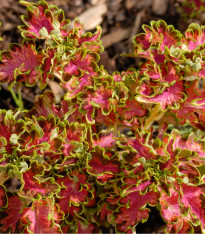 Africká kopřiva Colocha Scarlet - Coleus blumei - semena - 30 ks