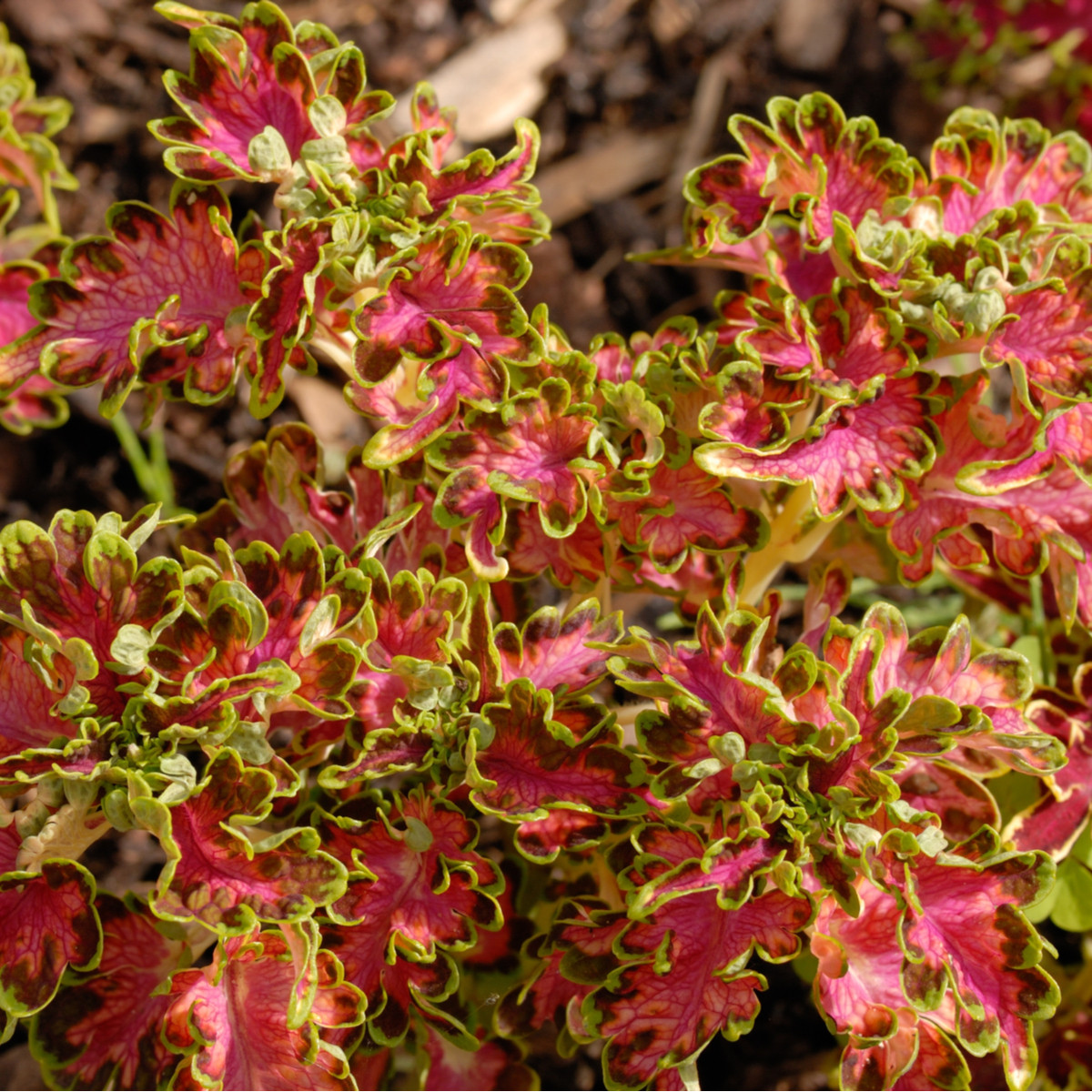 Africká kopřiva Colocha Scarlet - Coleus blumei - semena - 30 ks
