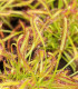Rosnatka kapská - Drosera Capensis - semena - 15 ks
