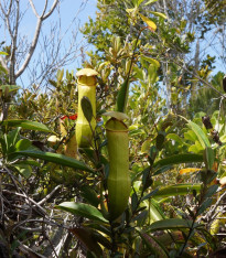 Láčkovka madagaskarská - Nepenthes madagascariensis - semena - 10 ks